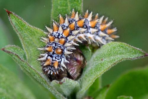 Melitaea didyma